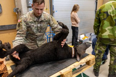 Stockholm, İsveç 9 Ekim 2024 Ordu personeli, yedi ülkenin NATO eğitim görevi sırasında tıbbi acil durumlarda eğitilmek üzere oyuncak bebek eğiten bir köpek gösteriyor..