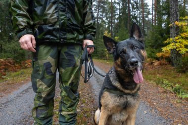 Stockholm, Sweden Oct 9, 2024 A trained German shepherd dog during a training search and rescue operation inthe rainy Swedish woods. clipart