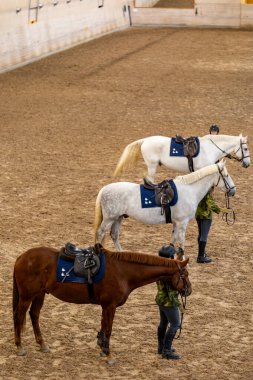 Stockholm, Sweden Oct 27, 2024 Military and police horse are trained in a pen at the Swedish Livgardets Kavallerikasern, or Mounted Police stables. clipart