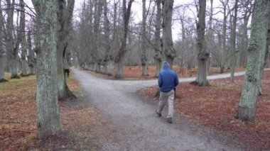 Stockholm, İsveç Bir adam ormanda ağaçlık bir yolda yürüyor. 