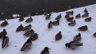 Vilnius, Litvanya Vilnia Nehri 'ndeki Bernardine Bahçeleri' nde bir ördek yavrusu ya da paytak paytak yürüyor..