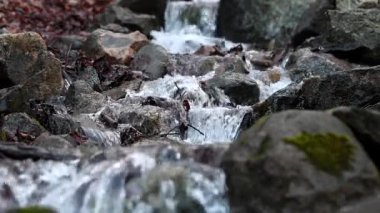 Stockholm, İsveç. Yosun ve yapraklarla dolu bir parkta akan bir dere ve küçük bir şelale..