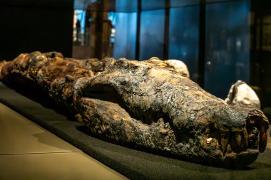 Kahire, Mısır 28 Ocak 2025 Giza bölgesindeki Büyük Mısır Müzesi 'nde mumyalanmış bir timsah..