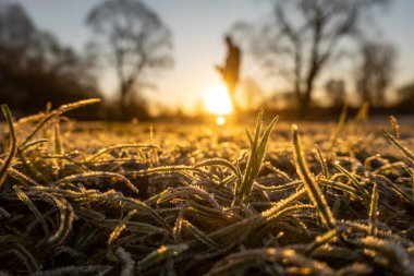 Stockholm, İsveçli bir adam güneşli bir kış sabahı, Kungsholmen bölgesindeki soğuk Ralambshovparken 'de çimlerin üzerinde duruyor..