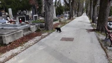 Zagreb, Hırvatistan 'da Mirogoj mezarlığında kara bir kedi yürüyor. 