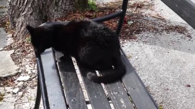 Zagreb, Hırvatistan 'da Mirogoj mezarlığında kara bir kedi yürüyor. 