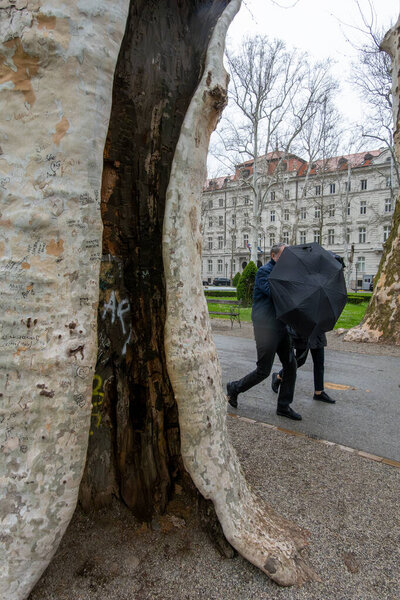 Загреб, Хорватия 24 марта 2025 г. Прогулка по парку Зринджевац в зимний день мимо выдолбленного дерева.