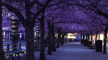 Stockholm, İsveç İlkbaharda Kungstradgarden parkında bir adam kiraz çiçeklerinin arasında yürür.. 