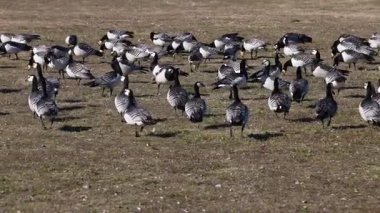 Helsinki, Finlandiya 'da halk parkında çim üzerinde beslenen Kanada Kazları. 