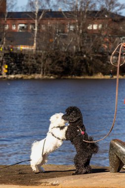 Helsinki, Finlandiya 13 Nisan 2025 Beyaz bir Maltese köpeği parkta siyah bir kanişi selamlıyor.