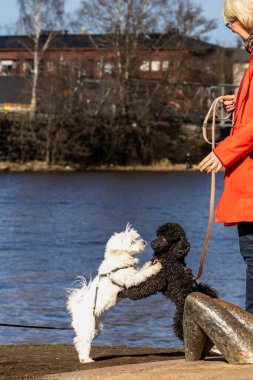 Helsinki, Finlandiya 13 Nisan 2025 Beyaz bir Maltese köpeği parkta siyah bir kanişi selamlıyor.