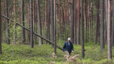 Riga, Letonya Letonya ormanlarında bir adam çam ağaçlarının arasında yürüyor.. 