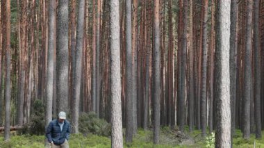 Riga, Letonya Letonya ormanlarında bir adam çam ağaçlarının arasında yürüyor.. 