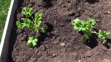 Stockholm, İsveç Baharda bitki ve sebze yetiştirmek için bahçe topluluk kutularının geniş bir manzarası.  