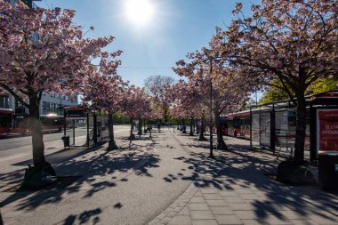 Stockholm, İsveç 16 Mayıs 2025 Solna banliyösündeki Solna Centrum 'da kiraz çiçekli bir otobüs durağı.