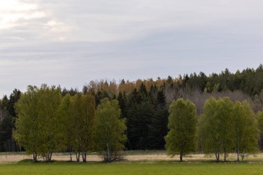 Stockholm, İsveç İsveç İsveç Ormanları.