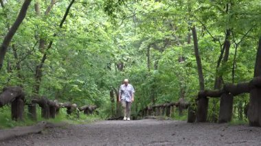 New York, New York, ABD Central Park 'ta bir adam ağaçlık yolda yürüyor.. 