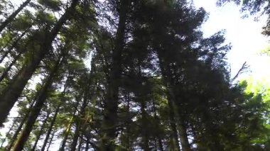 Hirtshals, Danimarka Kuzey Denizi kıyısındaki bir çam ormanının manzarası