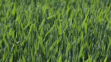 Hjorring, Danimarka buğdayları rüzgarlı bir günde tarlada yetişiyor.