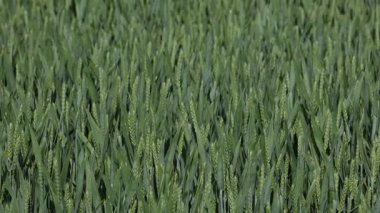 Hjorring, Danimarka buğdayları rüzgarlı bir günde tarlada yetişiyor.
