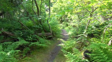 Hirtshals, Danimarka 'da güneşli bir yaz gününde bir adam orman yolunda yürüyor.. 