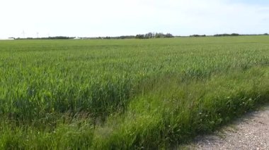 Hjorring, Danimarka Toprak yolda buğday tarlaları.. 