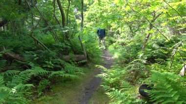 Hirtshals, Danimarka 'da güneşli bir yaz gününde bir adam orman yolunda yürüyor.. 