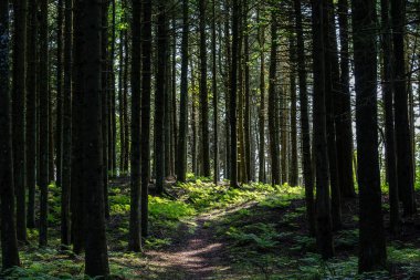 Hirtshals, Danimarka Kum tepelerinin yakınındaki yeşil bir çam ormanı.