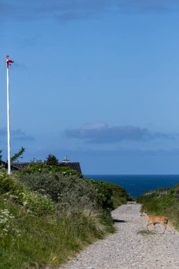 Hirtshals, Danimarka Kum tepelerinde ve Danimarka bayrağında Kuzey Denizi kıyısında bir geyik taştan bir patikada yürüyor..