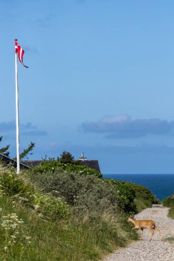 Hirtshals, Danimarka Kum tepelerinde ve Danimarka bayrağında Kuzey Denizi kıyısında bir geyik taştan bir patikada yürüyor..