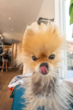 Kopenhag, Danimarka 13 Haziran 2025 İkinci el dükkanında küçük bir Pomoranian köpeği.