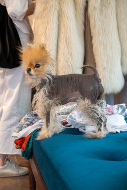 Kopenhag, Danimarka 13 Haziran 2025 İkinci el dükkanında küçük bir Pomoranian köpeği.