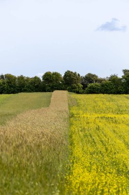 Nykobing Mors, Danimarka Limfjord 'daki Mors Adası' nda buğday tarlası ve manzarası.