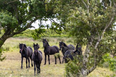 Struer, Danimarka 9 Haziran 2025 Siyah atlı küçük bir çiftlik.