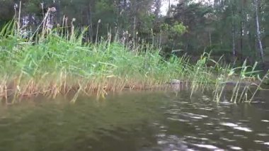 Stockholm, İsveç Malaren Gölü 'nde büyüyen otların ve otların manzarası. 