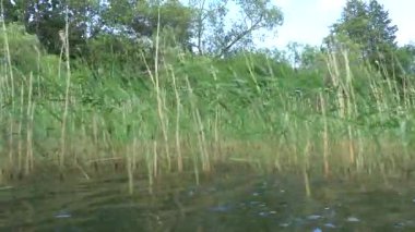 Stockholm, İsveç Malaren Gölü 'nde büyüyen otların ve otların manzarası. 