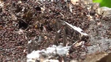 Stockholm, İsveç Ağaç kütüğündeki binlerce karıncadan oluşan yoğun bir koloni. 