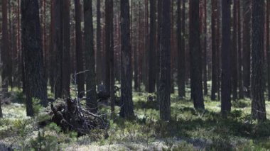 İsveç bir çam ormanı ve çalılık.. 
