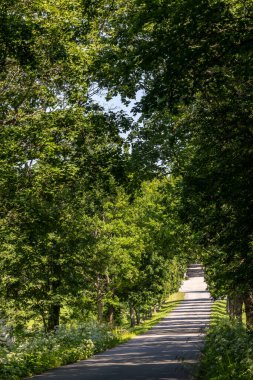 Hille, İsveç. Gastrikland bölgesinde ağaçlarla kaplı güzel bir kırsal yol..