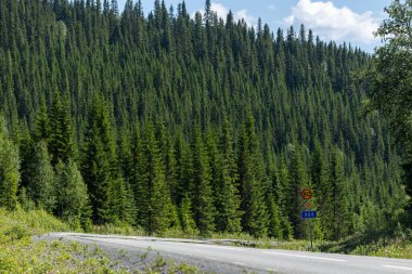 Duved, İsveç Bir dağ yolu ve çam ağaçları.