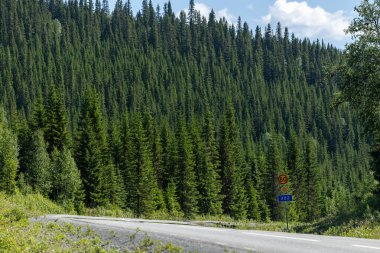 Duved, İsveç Bir dağ yolu ve çam ağaçları.