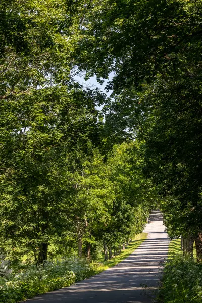 Hille, İsveç. Gastrikland bölgesinde ağaçlarla kaplı güzel bir kırsal yol..