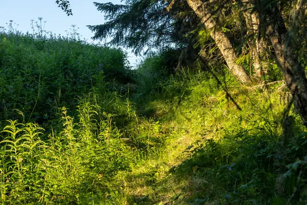 İsveç 'te gün batımında yeşil bir patika var..