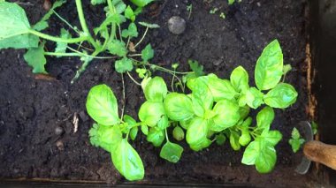 Stockholm, İsveç 'te yerleşim alanındaki bir çiçek kutusunda bir fesleğen bitkisi yetişiyor.. 