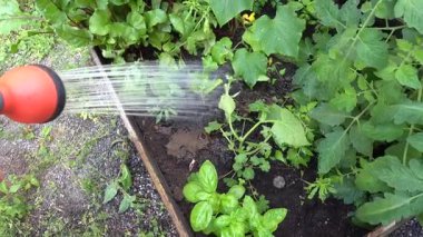 Stockholm, İsveç Bir fesleğen bitkisi sulanır ve yerleşim alanındaki bir çiçek kutusunda büyür.. 