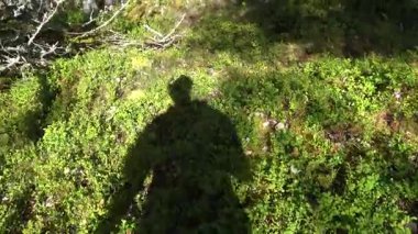 Stockholm, İsveç Malaren Gölü 'ndeki Kungshatt Adası' nda yeşil çam ormanlarında yürüyen bir adamın gölgesi..  