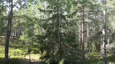 Stockholm, İsveç Malaren Gölü 'ndeki Kungshatt Adası' nda yeşil çam ormanı ve çalılık manzarası.  