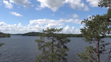 Stockholm, İsveç Malaren Gölü 'ndeki Kungshatt Adası' nda yeşil çam ormanı ve çalılık manzarası.  