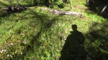 Stockholm, İsveç Malaren Gölü 'ndeki Kungshatt Adası' nda yeşil çam ormanlarında yürüyen bir adamın gölgesi..  