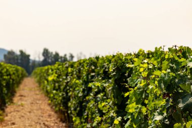 Oristano, Sardinya, İtalyan sarmaşıkları üzüm bağlarında yetişiyor.